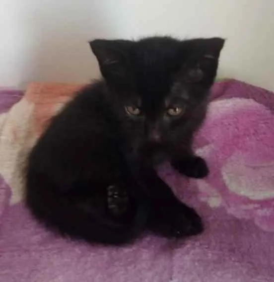 Gato raça Srd idade 2 a 6 meses nome Alice