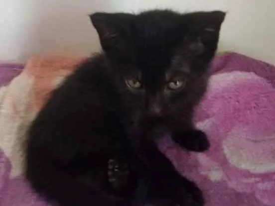 Gato raça Srd idade 2 a 6 meses nome Alice