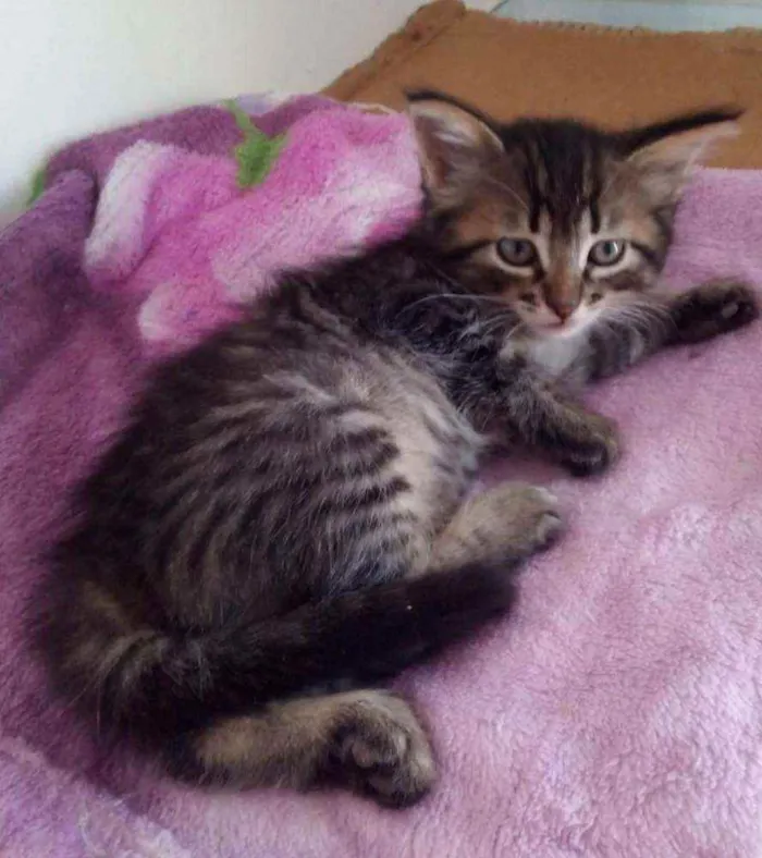 Gato raça Srd idade 2 a 6 meses nome Bellla