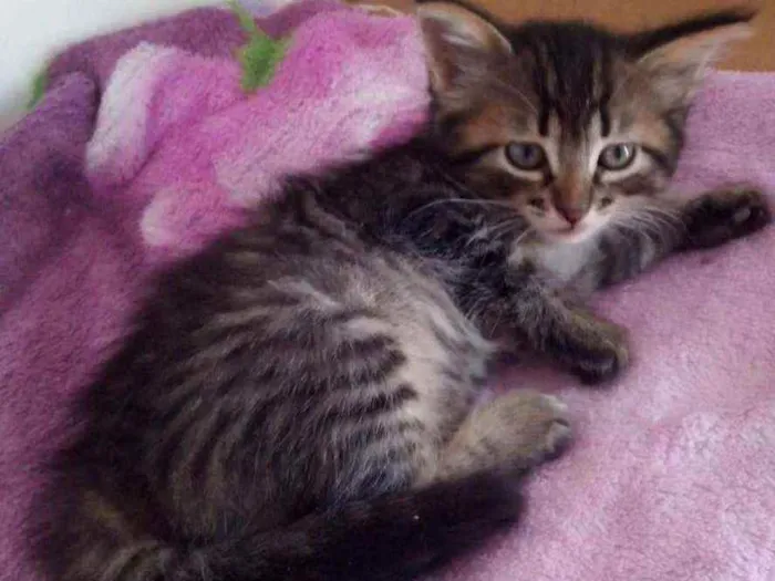 Gato raça Srd idade 2 a 6 meses nome Bellla