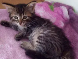 Gato raça Srd idade 2 a 6 meses nome Bellla