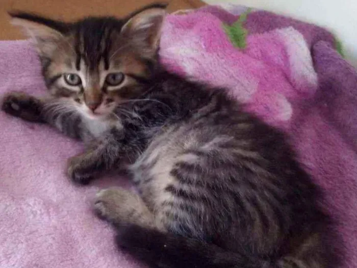 Gato raça Srd idade 2 a 6 meses nome Bellla