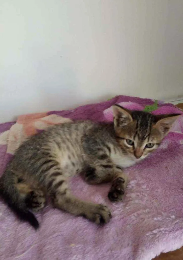 Gato raça Std idade 2 a 6 meses nome Léo