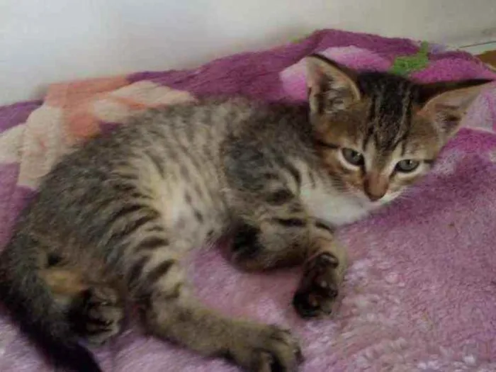 Gato raça Std idade 2 a 6 meses nome Léo