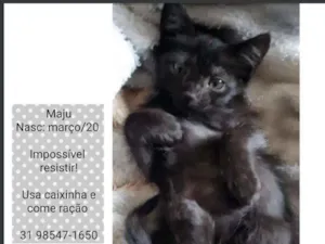 Gato raça SRD idade Abaixo de 2 meses nome MAJU
