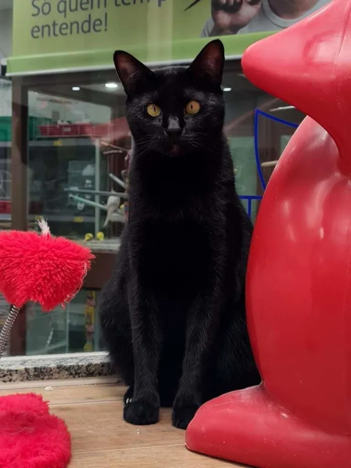 Gato raça SRD-ViraLata idade 1 ano nome FOFINHO