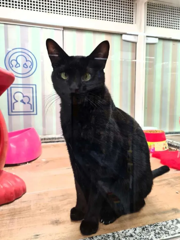 Gato raça SRD-ViraLata idade 1 ano nome FOFINHO