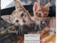 SANDY e JUNIOR