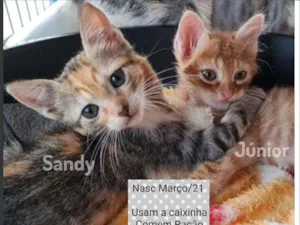 Gato raça SRD idade 2 a 6 meses nome SANDY e JUNIOR