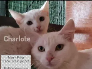 Gato raça SRD idade 1 ano nome Rebeca e Charlote