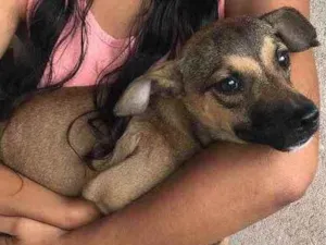 Cachorro raça Srd idade 2 a 6 meses nome Leti