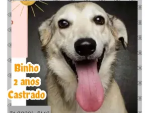 Cachorro raça SRD idade 2 anos nome BINHO