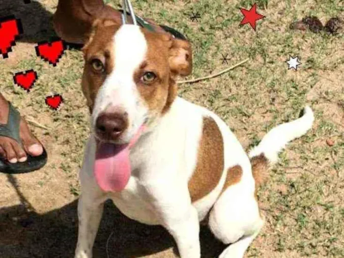 Cachorro ra a SRD idade 7 a 11 meses nome * JULIETTE *