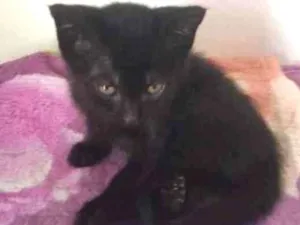 Gato raça Srd idade 2 a 6 meses nome Alice