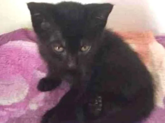 Gato raça Srd idade 2 a 6 meses nome Alice