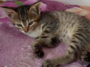Gato raça Std idade 2 a 6 meses nome Léo