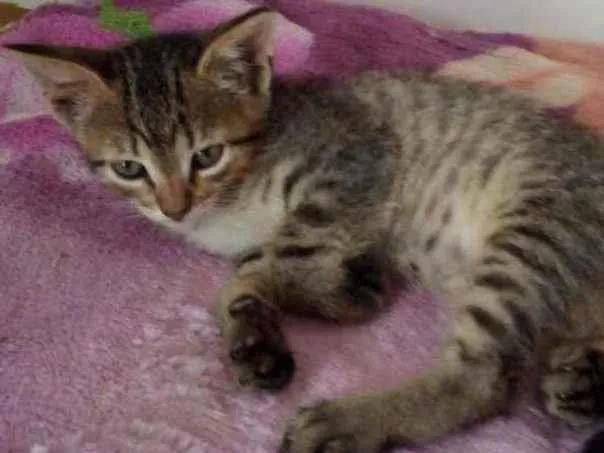 Gato raça Std idade 2 a 6 meses nome Léo