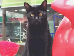 Gato raça SRD-ViraLata idade 1 ano nome FOFINHO