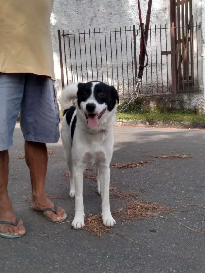 Cachorro ra a SRD-ViraLata idade  nome Bethoven