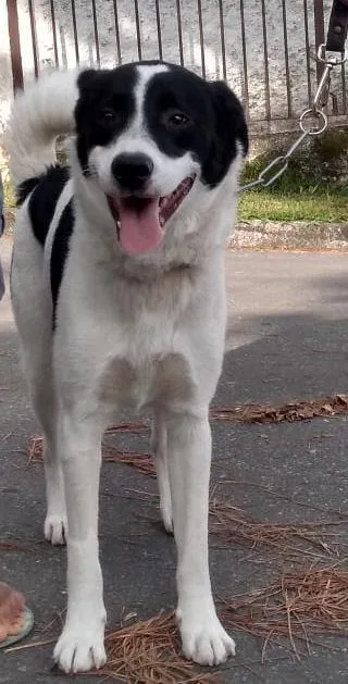Cachorro ra a SRD-ViraLata idade  nome Bethoven
