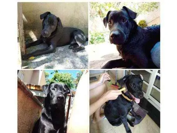 Cachorro ra a Vira lata idade 7 a 11 meses nome Bidu