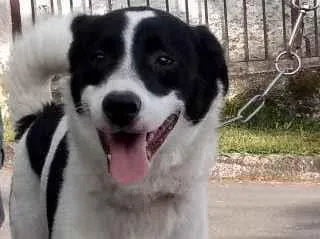 Cachorro ra a SRD-ViraLata idade  nome Bethoven