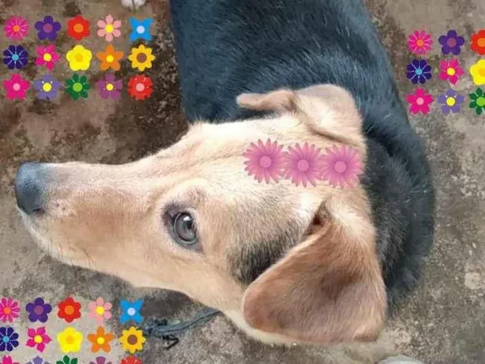 Cachorro ra a SRD-ViraLata idade 2 anos nome Pantera