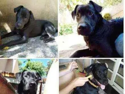 Cachorro raça Vira lata idade 7 a 11 meses nome Bidu