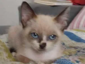 Gato raça SRD-ViraLata idade 2 a 6 meses nome Raoni