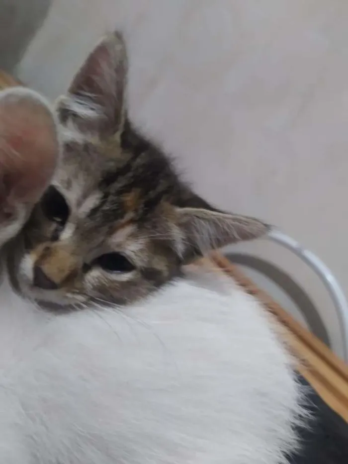 Gato ra a sem raça idade Abaixo de 2 meses nome sem nome 