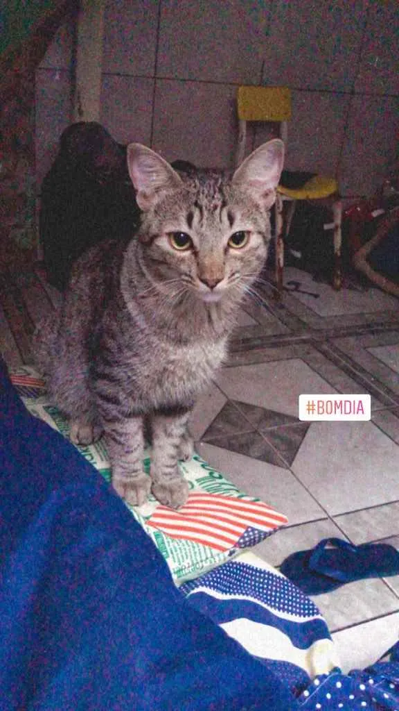 Gato ra a Americano idade 1 ano nome Zed