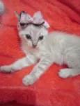 Fofinha