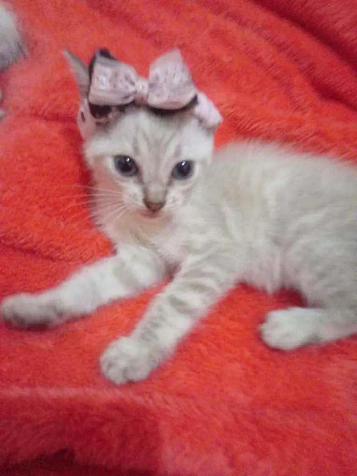 Gato ra a Comum idade 2 a 6 meses nome Fofinha