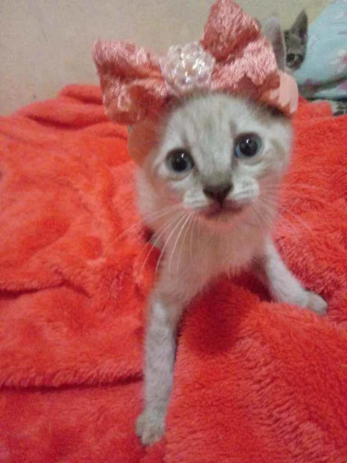 Gato ra a Comum idade 2 a 6 meses nome Fofinha