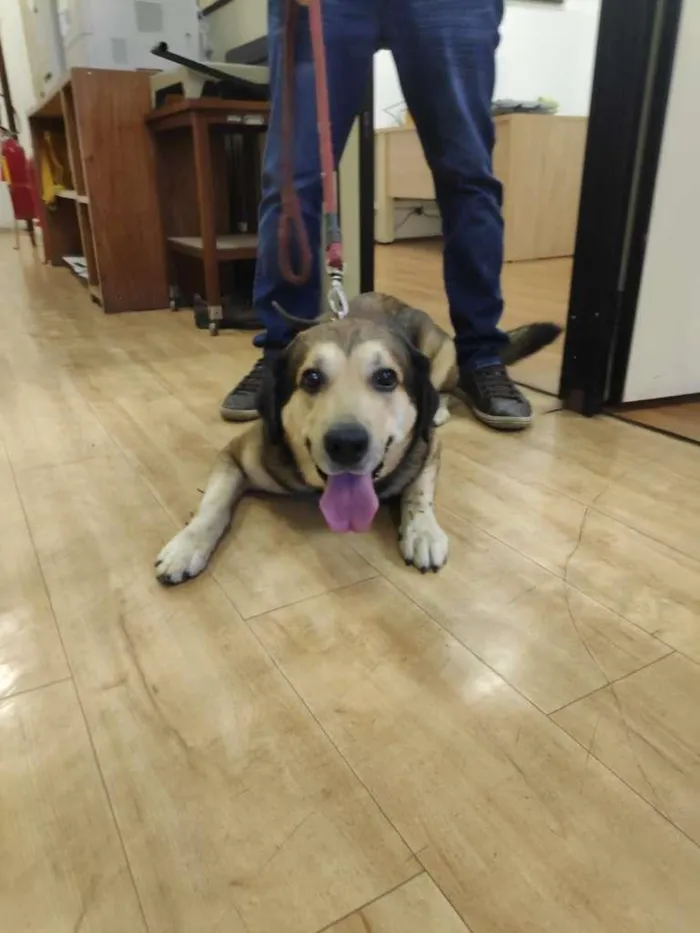 Cachorro ra a  idade 2 anos nome Rufus