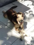 Rufus