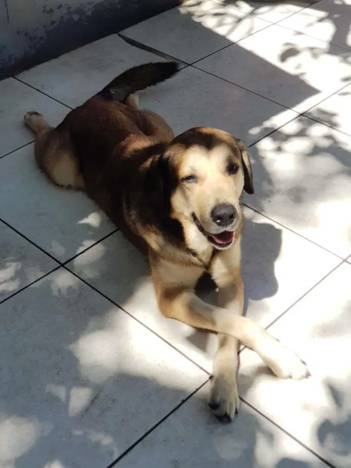 Cachorro ra a  idade 2 anos nome Rufus