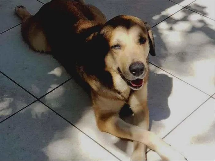 Cachorro ra a  idade 2 anos nome Rufus