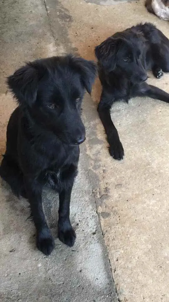 Cachorro ra a sem raça  idade 1 ano nome preta