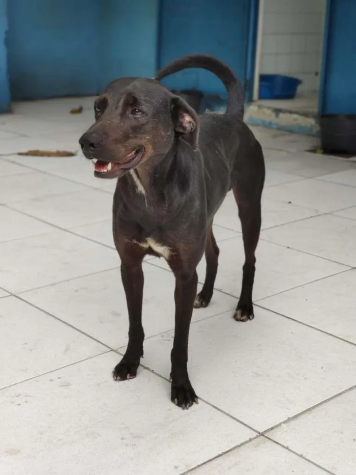 Cachorro ra a SRD-ViraLata idade 3 anos nome Kim