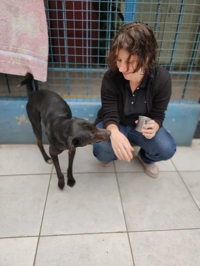 Cachorro ra a SRD-ViraLata idade 3 anos nome Kim