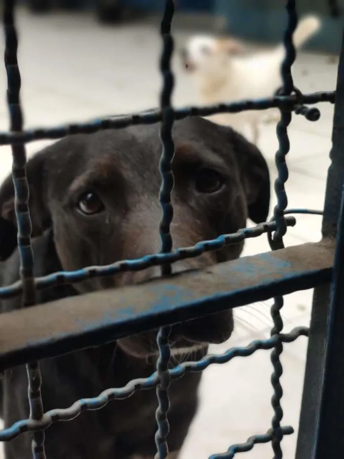 Cachorro ra a SRD-ViraLata idade 3 anos nome Kim