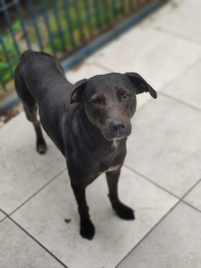 Cachorro ra a SRD-ViraLata idade 3 anos nome Kim