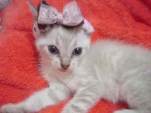 Gato raça Comum idade 2 a 6 meses nome Fofinha