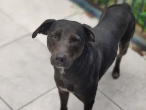 Cachorro raça SRD-ViraLata idade 3 anos nome Kim