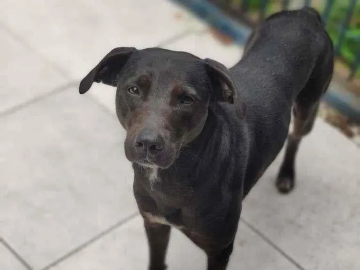 Cachorro ra a SRD-ViraLata idade 3 anos nome Kim
