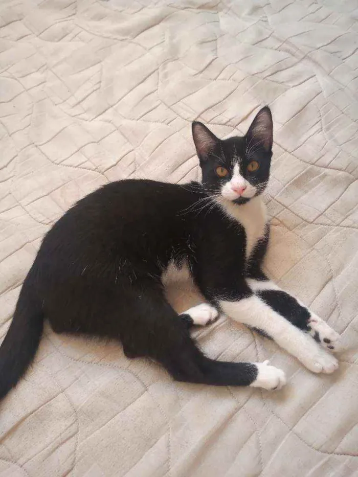Gato raça  idade 7 a 11 meses nome Melvim