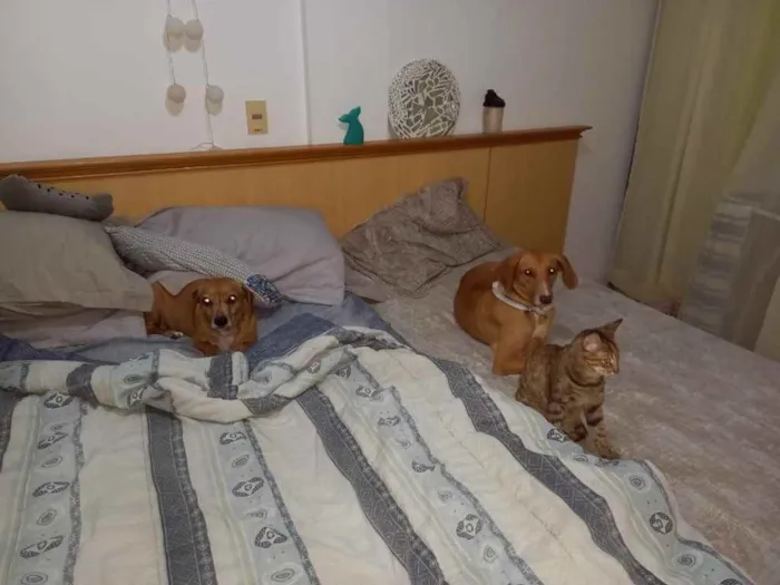 Cachorro ra a  idade 2 anos nome Lola