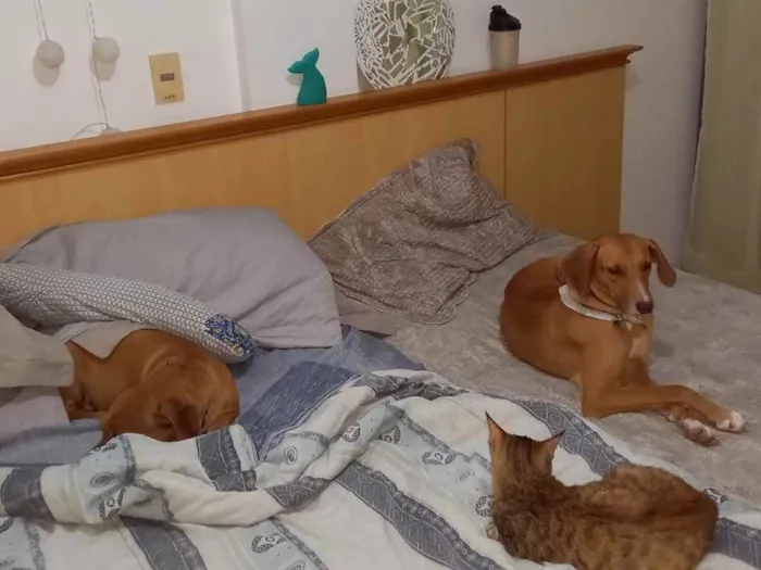 Cachorro ra a  idade 2 anos nome Lola
