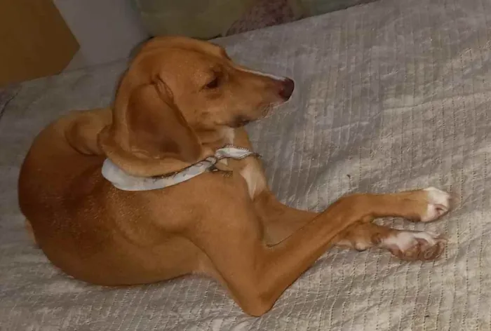 Cachorro ra a  idade 2 anos nome Lola